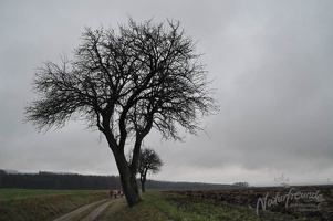 DSC 0005