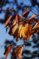 20121020 MBR NF 8388
