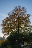 20121020 MBR NF 8410