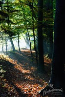 20121020 MBR NF 8425