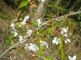P4170018