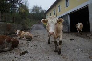 2 Lauf um Willhelmsburg 47