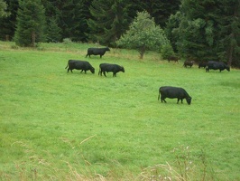 Auf der Alm