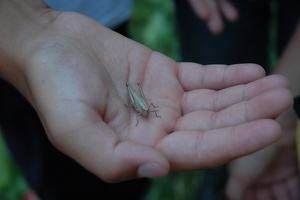 DSC 0050 1