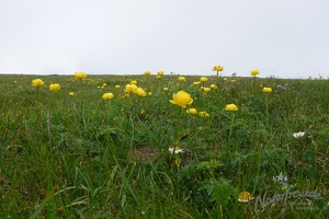 Hohe Veitsch 13