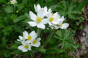 Hohe Veitsch 9