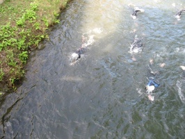 IMG 2467 001