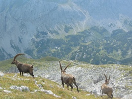 Hochschwab über die Aflenzer Staritzen-10