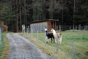 Steinleiten Alm - Abschlusswanderung 2015-2