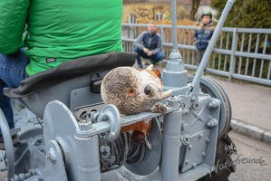 NF-Wilhlemsburg Faschingsumzug2019-3296
